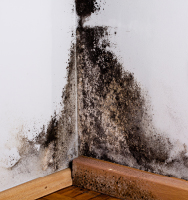 Black mold grows in the corner of a room where two white walls meet the wooden floor